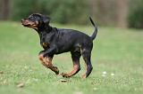 DOBERMANN 303